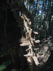 Mezoneuron brachycarpum