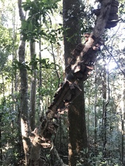 Mezoneuron brachycarpum