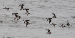 Calidris ptilocnemis
