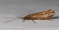 Psychoglypha
