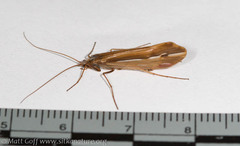 Psychoglypha