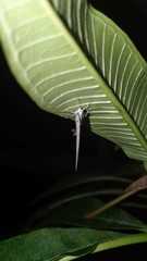 Papilionoidea