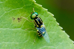 Oxycera variegata