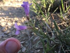 Penstemon auriberbis