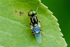 Oxycera variegata