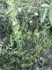 Tephrosia onobrychoides