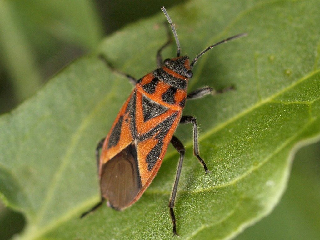 Seed-eating Bugs