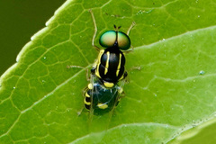 Oxycera variegata