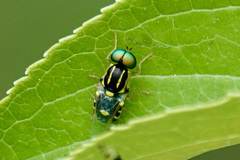 Oxycera variegata