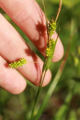 Carex pallescens