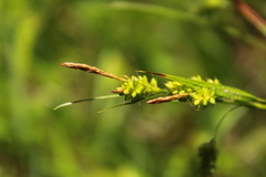 Carex pallescens