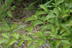 Oxycera variegata