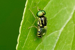 Oxycera variegata