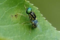 Oxycera variegata