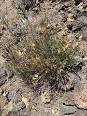 Astragalus reventiformis