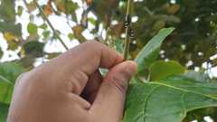 Membracis trimaculata