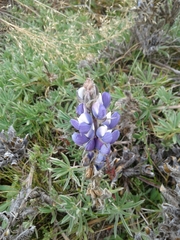 Lupinus luisanae luisanae