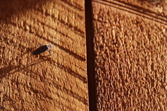 Leptocoris mitellatus