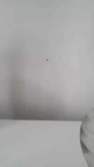 Pholcidae