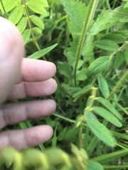 Tephrosia onobrychoides