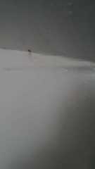 Pholcidae