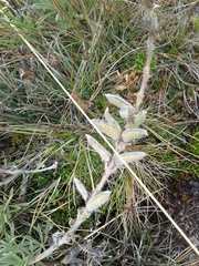 Lupinus luisanae luisanae
