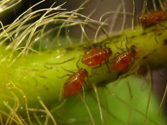 Aphididae