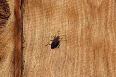 Leptocoris mitellatus