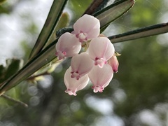 Andromeda polifolia glaucophylla