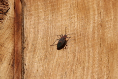 Leptocoris mitellatus