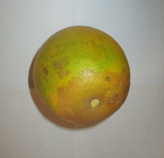 Phyllocoptruta oleivora