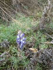 Lupinus luisanae luisanae