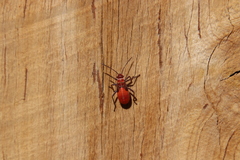 Leptocoris mitellatus