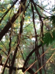 Encyclia adenocarpa