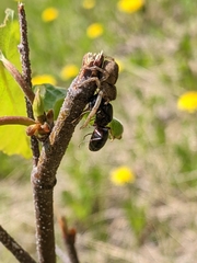 Camponotus herculeanus