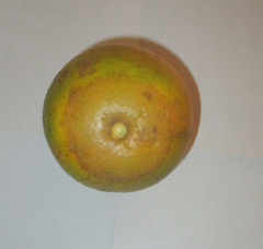 Phyllocoptruta oleivora