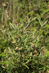 Salix candida