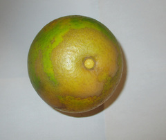 Phyllocoptruta oleivora