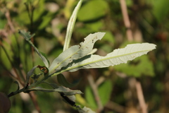 Salix candida