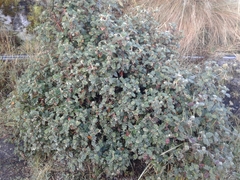 Polylepis quadrijuga