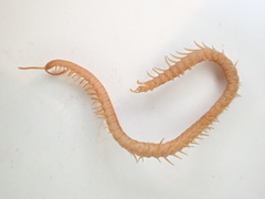 Strigamia bothriopus