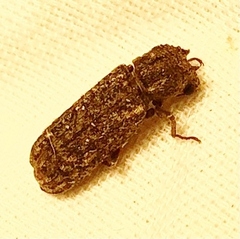 Lichenophanes bicornis