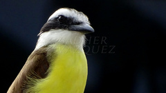 Pitangus sulphuratus