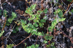 Cheilanthes sieberi