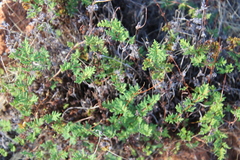 Cheilanthes sieberi