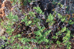 Cheilanthes sieberi