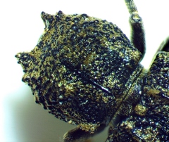 Lichenophanes bicornis