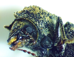 Lichenophanes bicornis