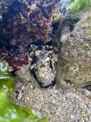 Holothuria cinerascens