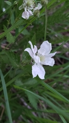 Rubus flagellaris